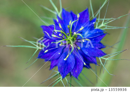 青いニゲラ 13559936