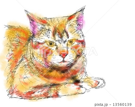 猫のイラスト 13560139