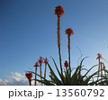 アロエの花 13560792