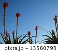 アロエの花 13560793