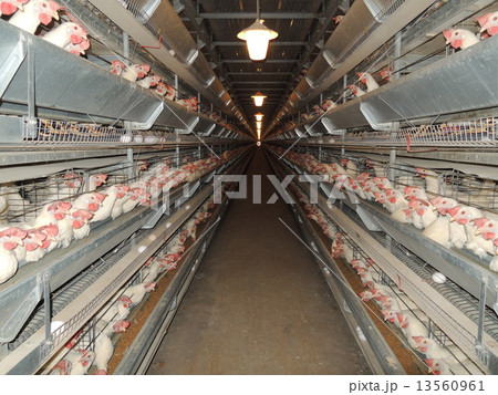 鶏舎 白鶏 13560961