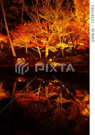 紅葉 ライトアップ 紅葉 ライトアップ 13561061