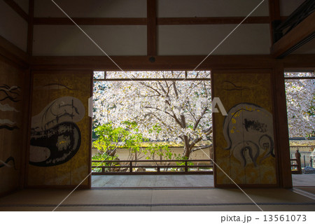 常照皇寺の桜 常照皇寺の桜 13561073