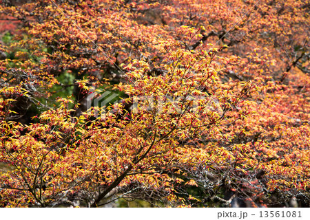 常照皇寺庭園 常照皇寺庭園 13561081