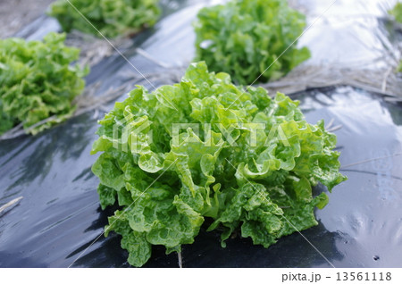 家庭菜園のレタス 13561118