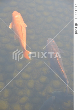ヒゴイ・マゴイ(好古園・姫路公園/兵庫県姫路市本町) ヒゴイ・マゴイ(好古園・姫路公園/兵庫県姫路市本町) 13561847