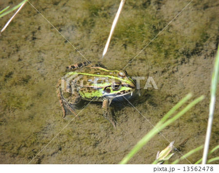 トノサマガエル 13562478