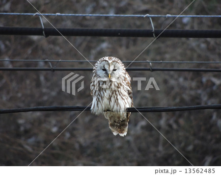 カメラ目線フクロウ カメラ目線フクロウ 13562485