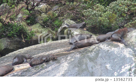 ニュージーランド ミルフォードサウンドのアザラシ ニュージーランド ミルフォードサウンドのアザラシ 13562735