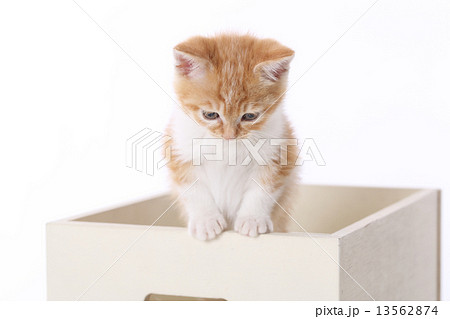 木箱に入っている子猫 13562874