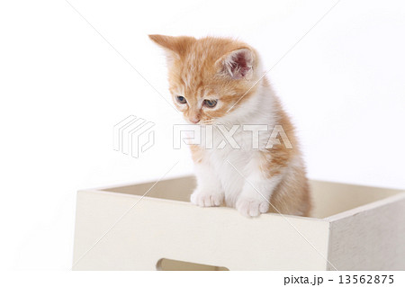 木箱に入っている子猫 13562875