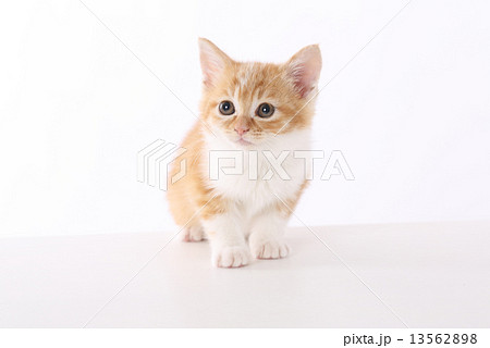 子猫 13562898