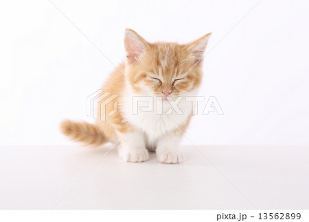 子猫 13562899