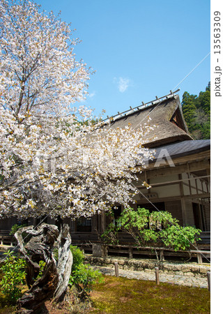 桜 13563309