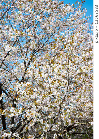 桜 13563583