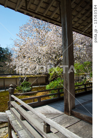 桜 桜 13563584