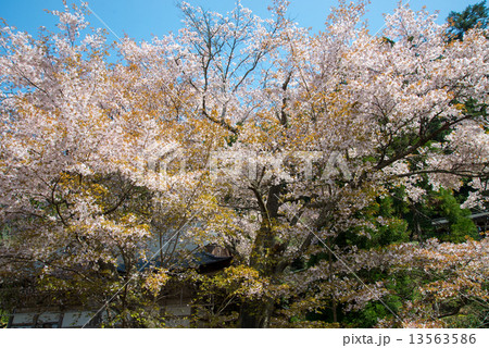 桜 桜 13563586