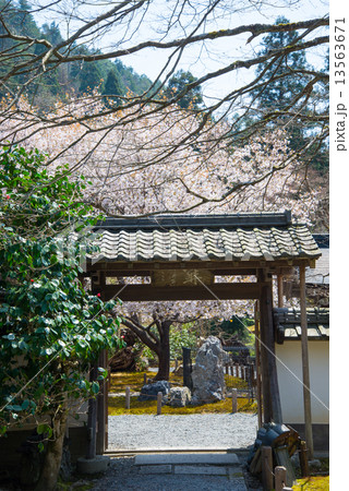 桜 桜 13563671