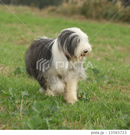 Bearded collie running in nature Bearded collie running in nature 13563723