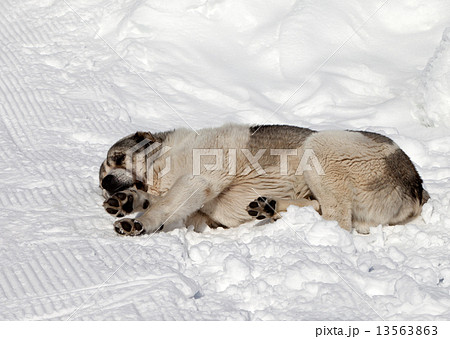 Dog sleeping on ski slope 13563863