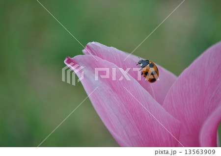 愛の芽生え チューリップ花言葉 と幸運 てんとう虫 の写真素材