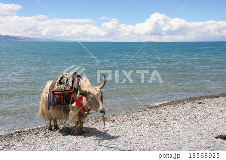 ナムツォとヤク 13563925