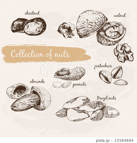 Collection of nuts 13564604