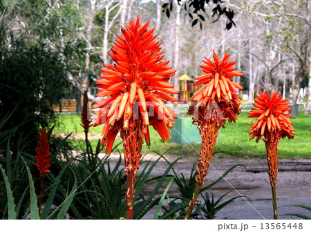Ramat Gan Park Aloe 2007 Ramat Gan Park Aloe 2007 13565448