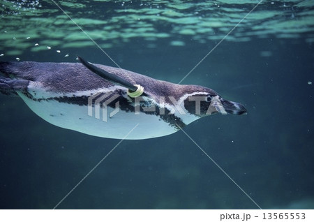 泳いでいるペンギン 13565553