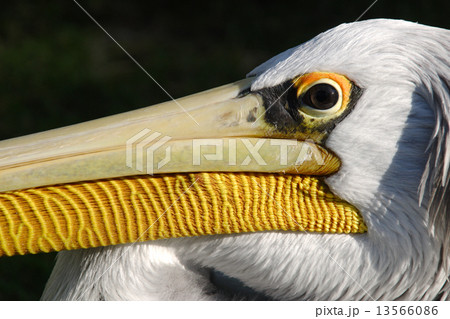 Pelican 13566086