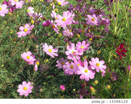 Samarkand Park Daisies 2007 13566129