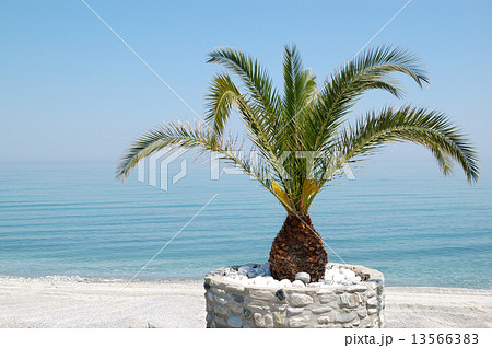 The beach with palm tree, Halkidiki, Greece The beach with palm tree, Halkidiki, Greece 13566383