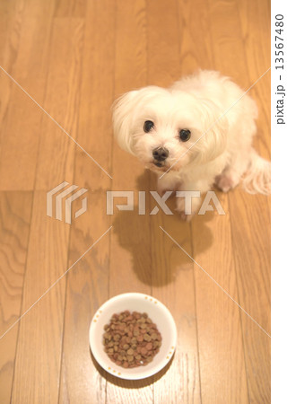 食事を我慢しているマルチーズ 13567480