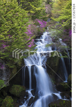 つつじ咲く龍頭の滝（縦） 13567604