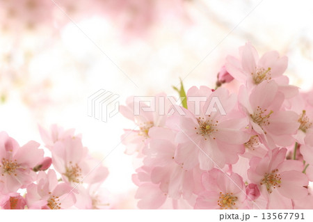 桜 13567791
