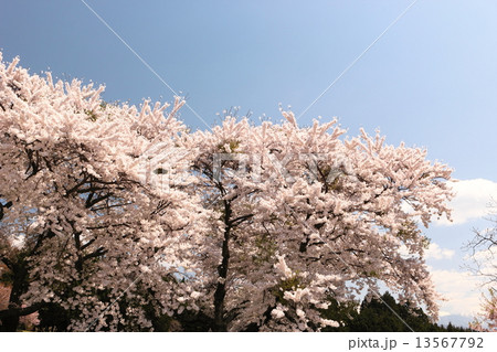 満開の桜と春の空 満開の桜と春の空 13567792