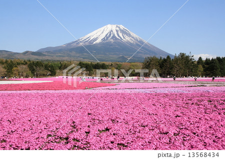 芝桜と富士山 芝桜と富士山 13568434