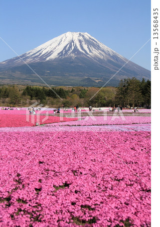 芝桜と富士山 芝桜と富士山 13568435