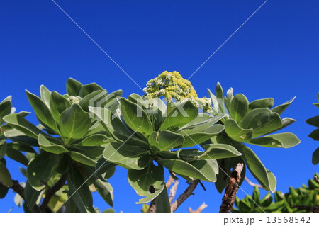 モンパノキ 13568542