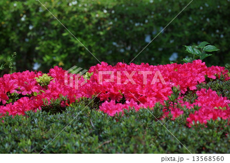 久留米躑躅クルメツツジ 花言葉は「情熱」の写真素材 [13568560] - PIXTA