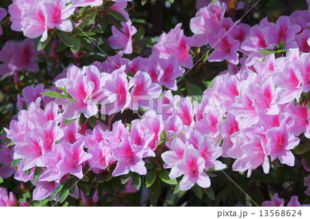 平戸躑躅ヒラドツツジ 花言葉は 愛の喜び の写真素材 平戸躑躅ヒラドツツジ 花言葉は 愛の喜び の写真素材