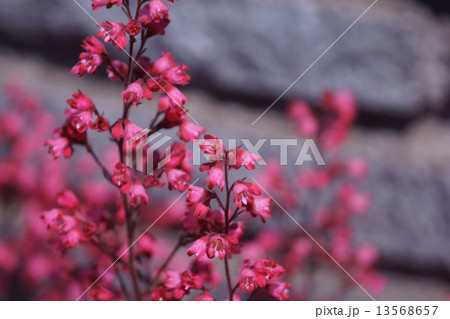 壺珊瑚　ツボサンゴと申します。 13568657