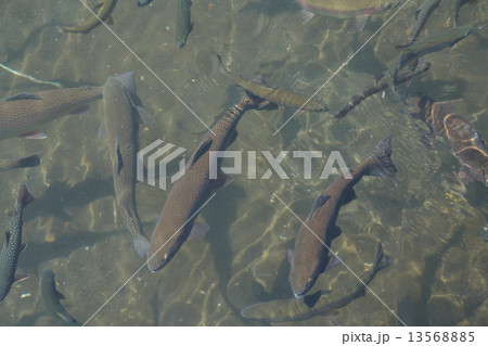 忍野八海のニジマスの写真素材