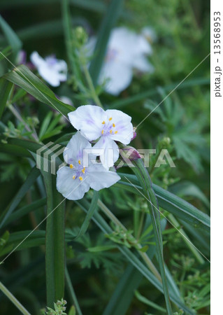 紫露草 微妙な白花 紫露草 微妙な白花 13568953