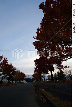 スズカケノキ 13568981