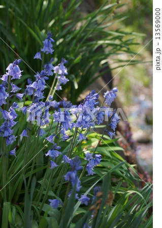 釣鐘水仙つりがねずいせん　別名シラー・カンパニュラタ 13569000