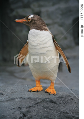 ジェンツーペンギン 13569008