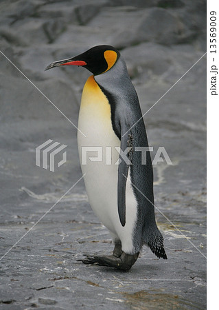 キングペンギン キングペンギン 13569009