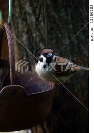 スズメ スズメ 13569182