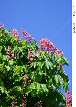 紅花栃の木 花言葉は 博愛 の写真素材
